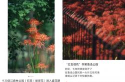 上海也惊现红色花海！提醒：全株有毒(dú)！别碰！