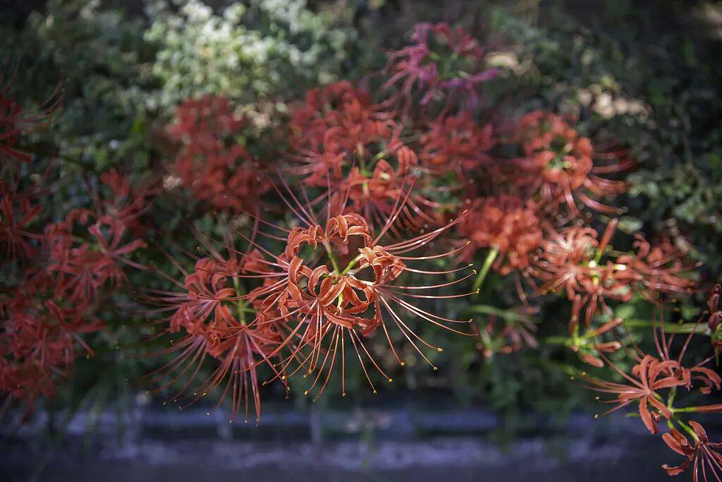 上海也惊现红色花海!提醒:全株有毒!别碰!