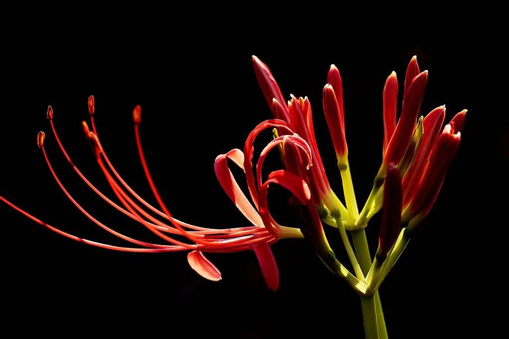 上海也惊现红色花海!提醒:全株有毒!别碰!